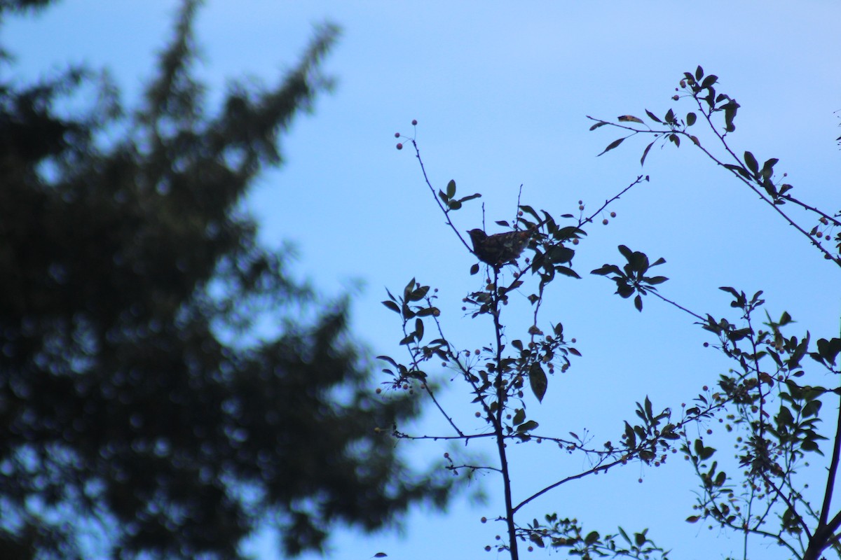 American Robin - ML642015427
