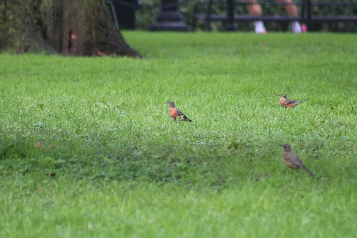 American Robin - ML642015429