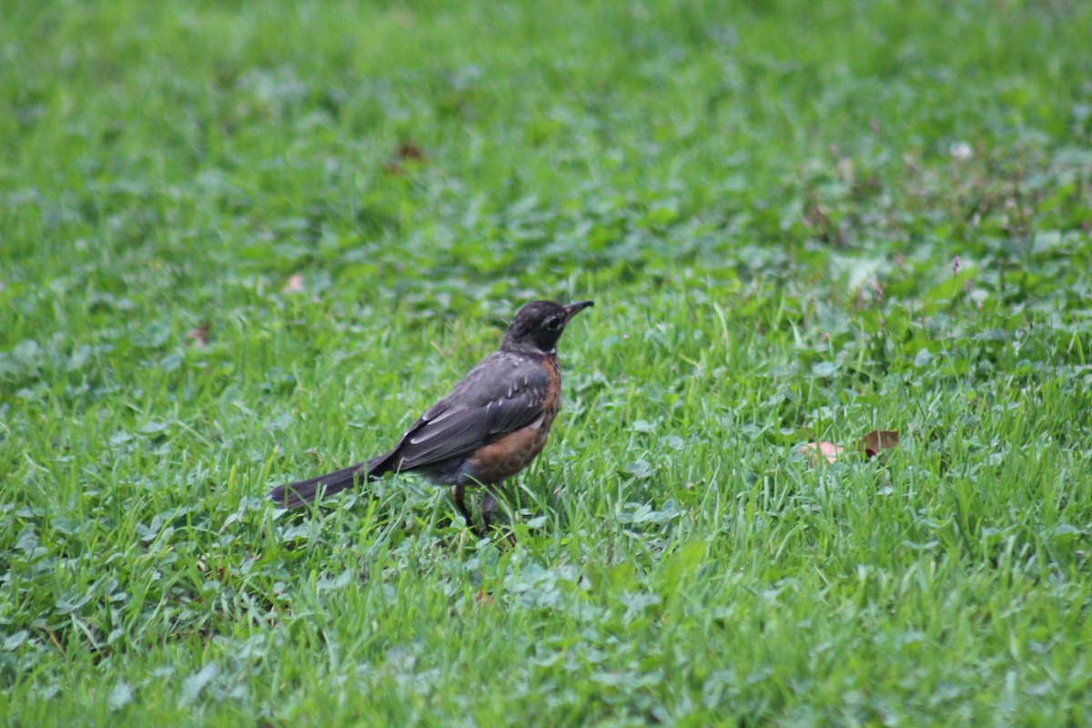 American Robin - ML642015430