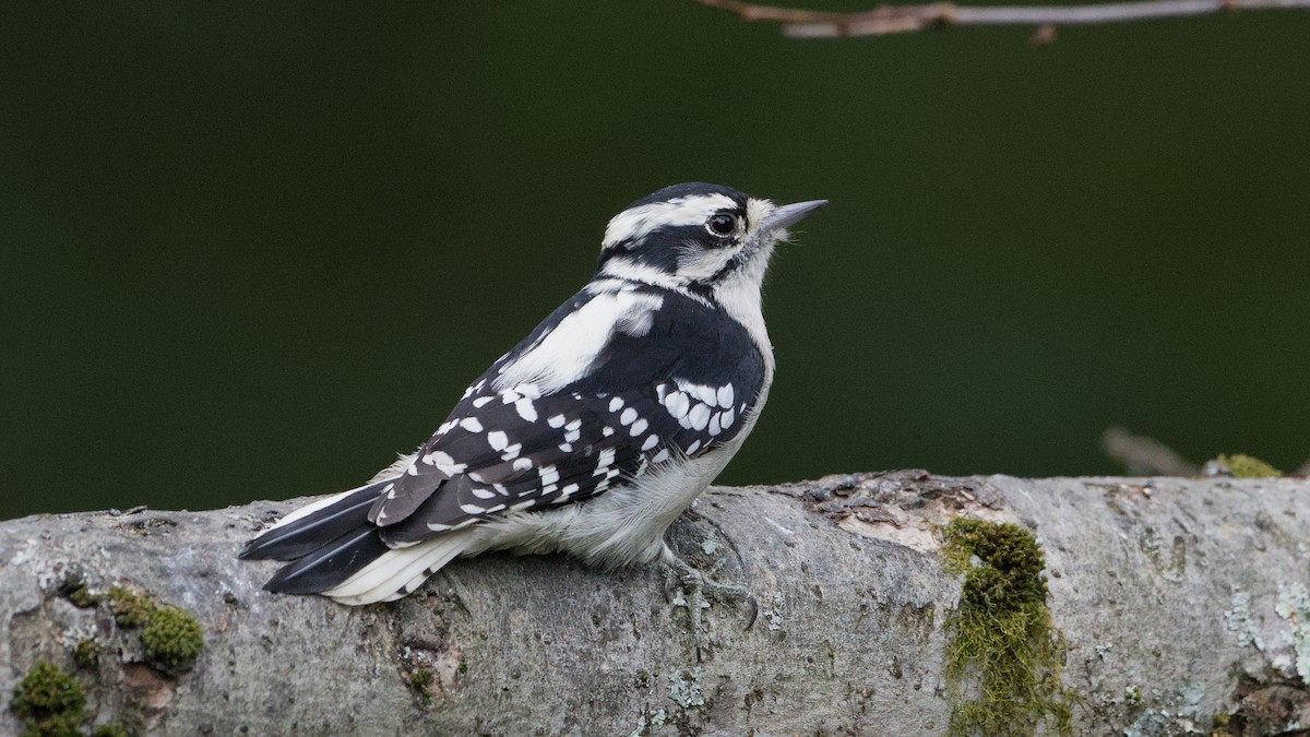 Downy Woodpecker - ML642015443