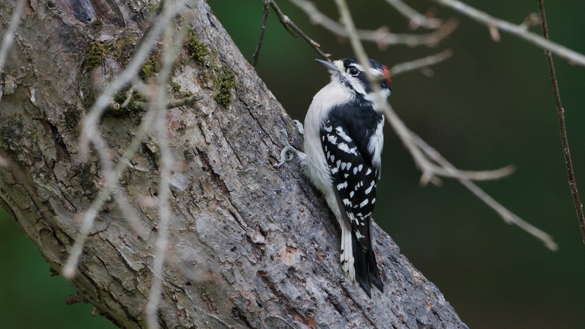 Downy Woodpecker - ML642015444