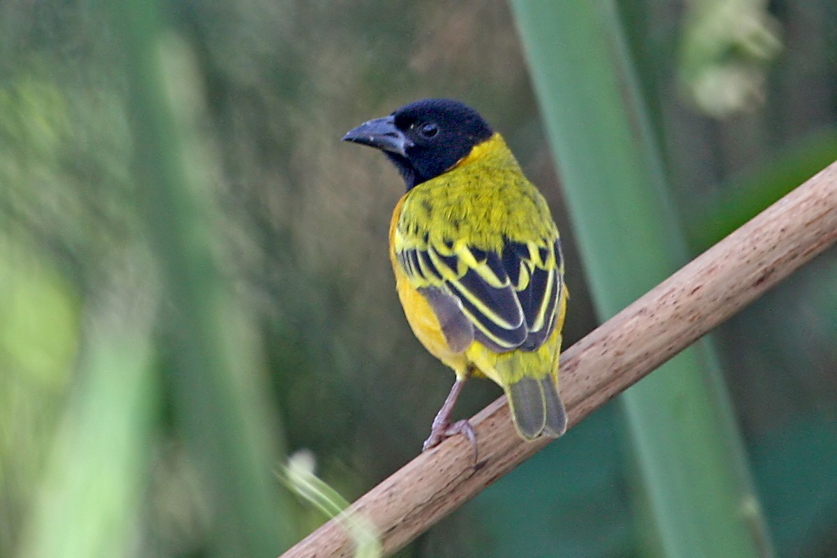 Black-headed Weaver - ML642015448