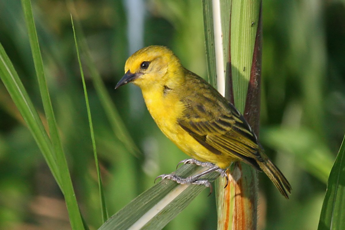 Slender-billed Weaver - ML642015453