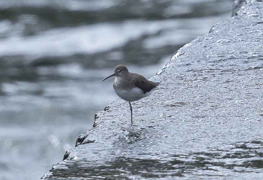 Green Sandpiper - ML642015456