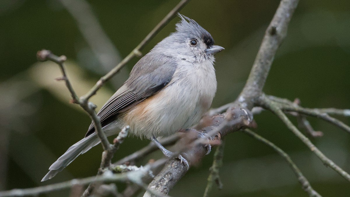 Tufted Titmouse - ML642015459