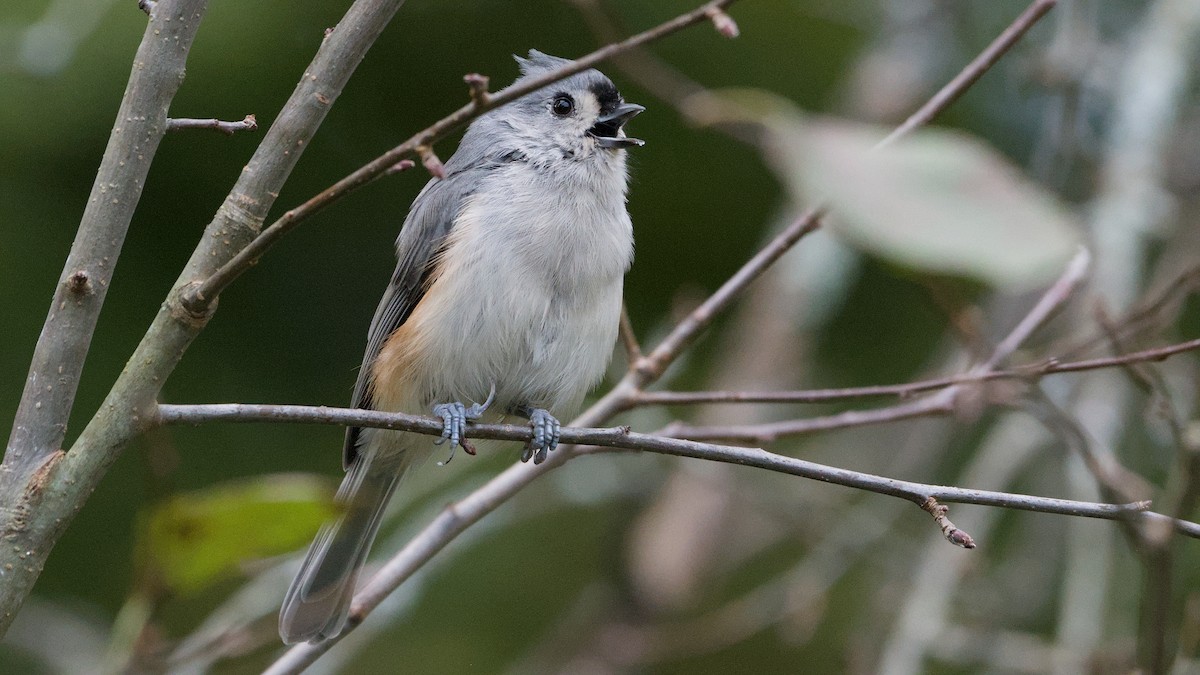 Tufted Titmouse - ML642015461