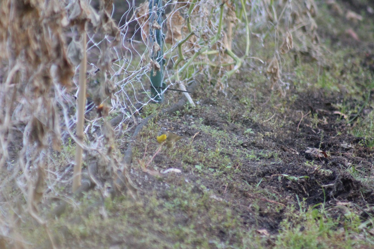 Common Yellowthroat - ML642015467