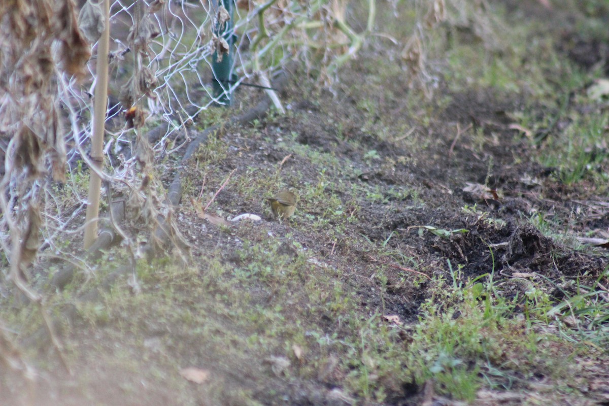 Common Yellowthroat - ML642015468