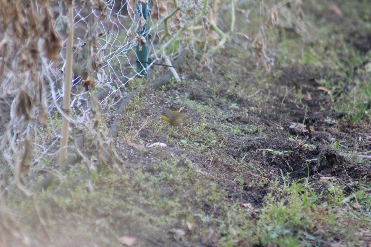 Common Yellowthroat - ML642015469