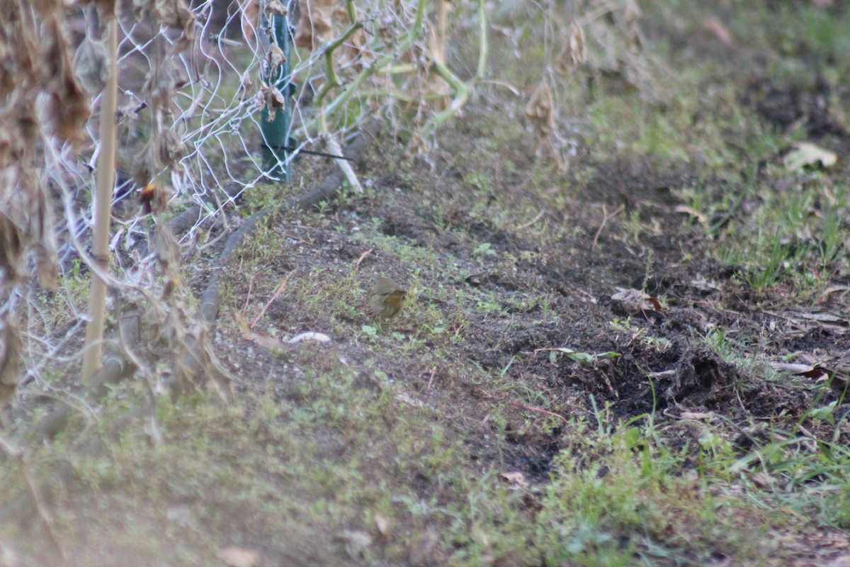 Common Yellowthroat - ML642015470