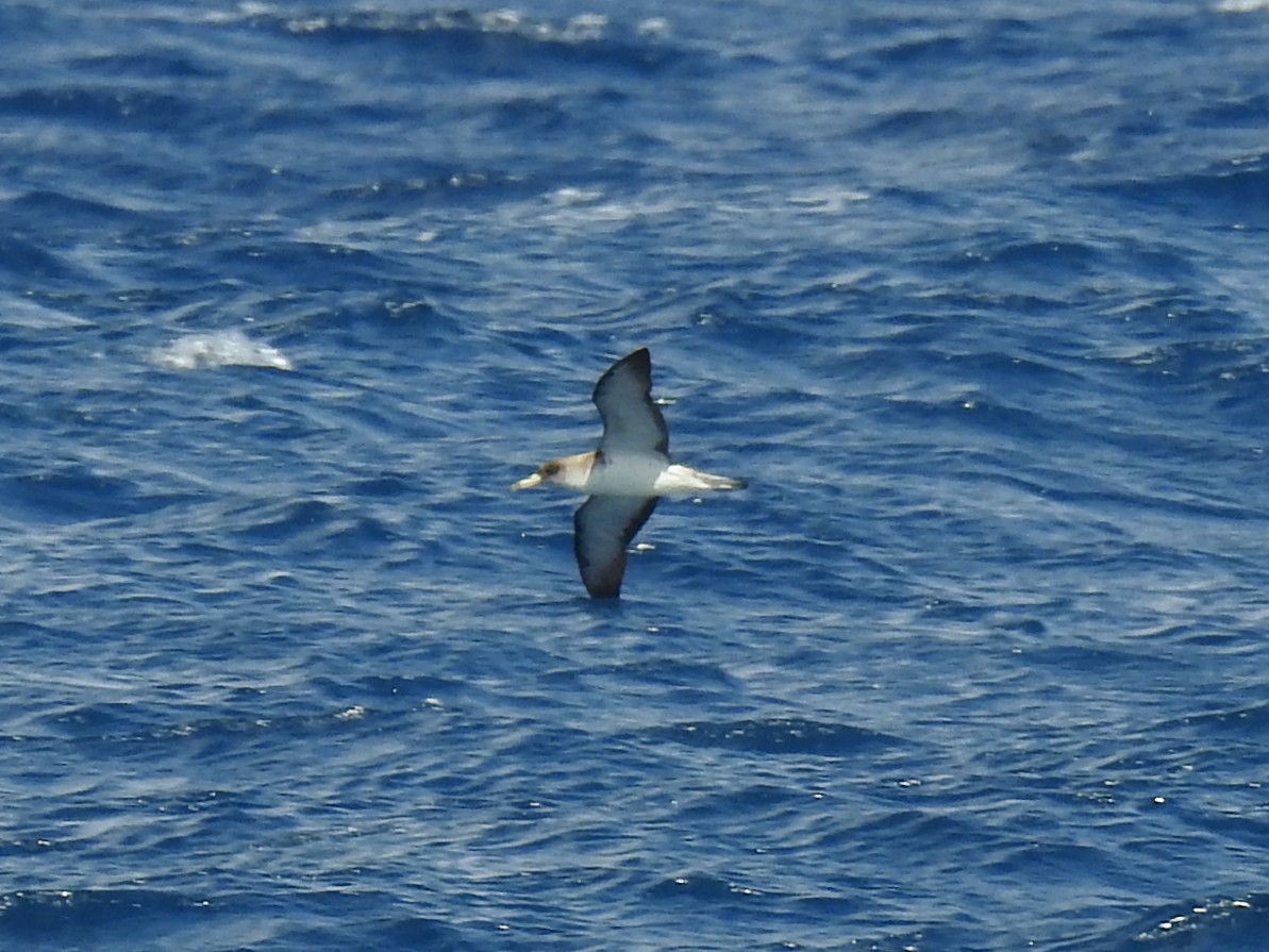 Scopoli's Shearwater - ML642015476