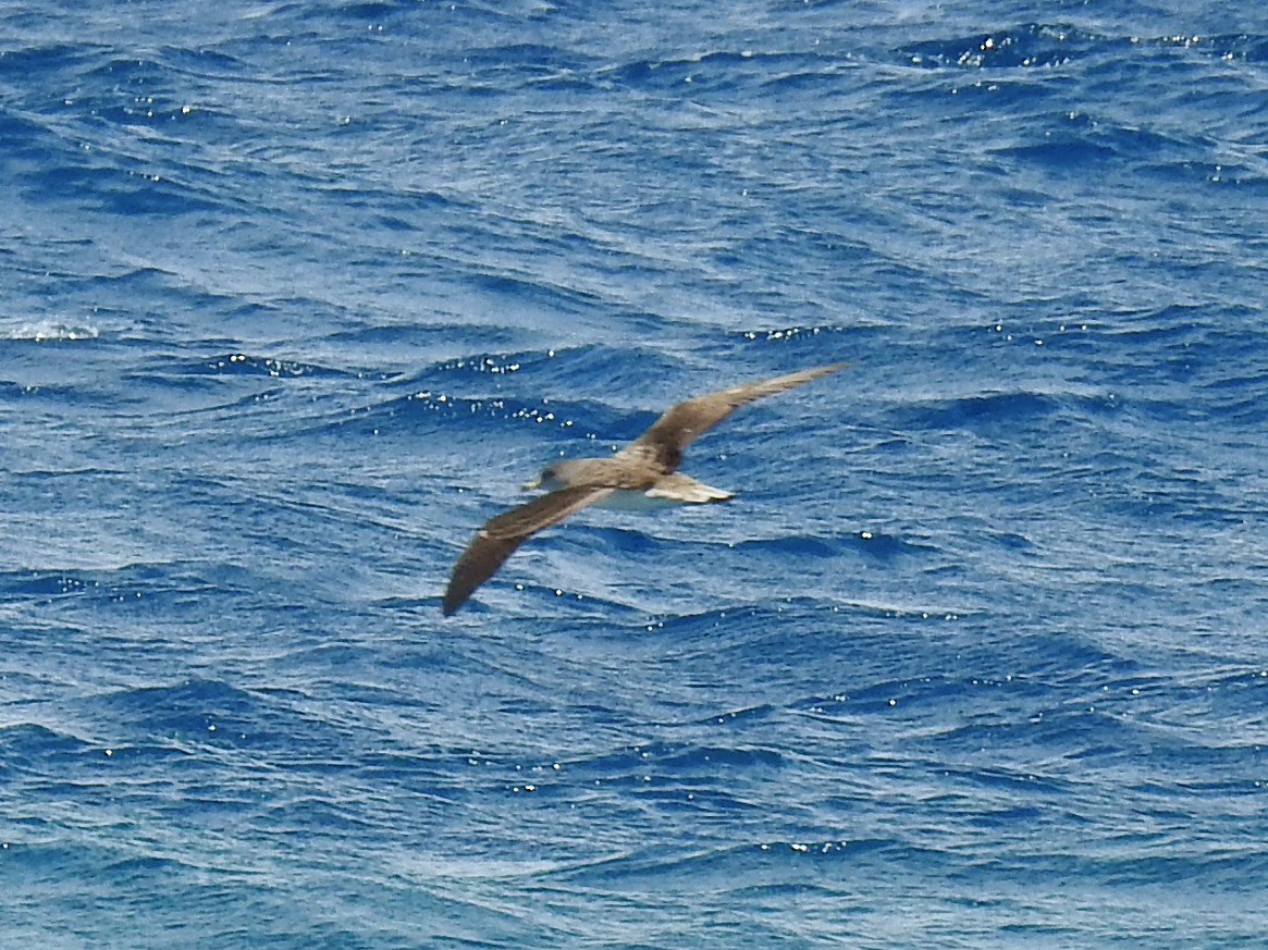 Scopoli's Shearwater - ML642015477