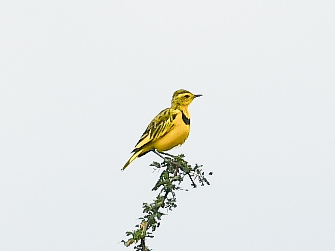 Pipit doré - ML642015494