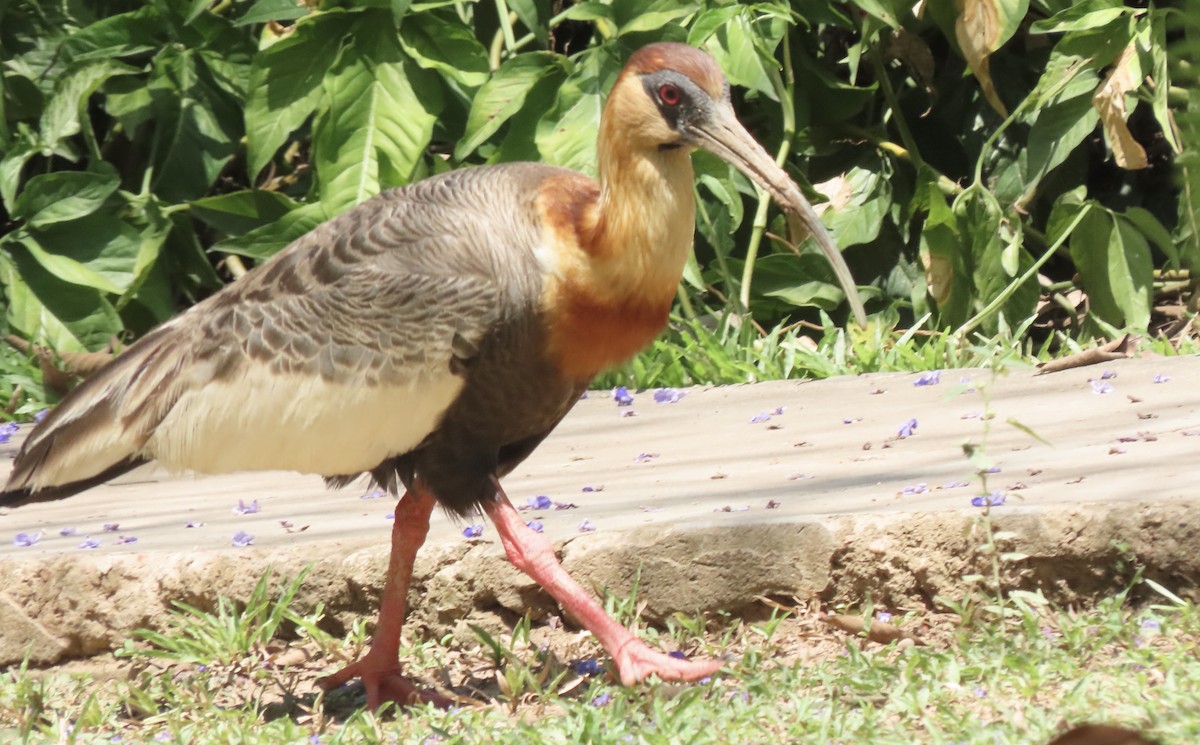 Buff-necked Ibis - ML642015497