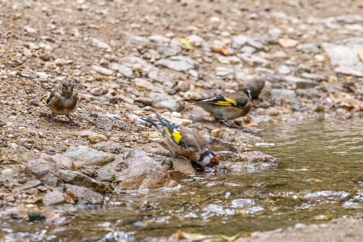 European Goldfinch - ML642015498