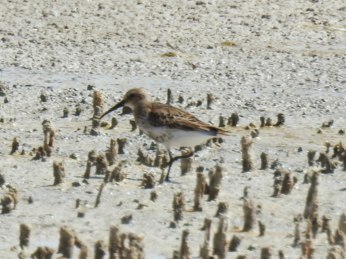 Dunlin - ML642015499