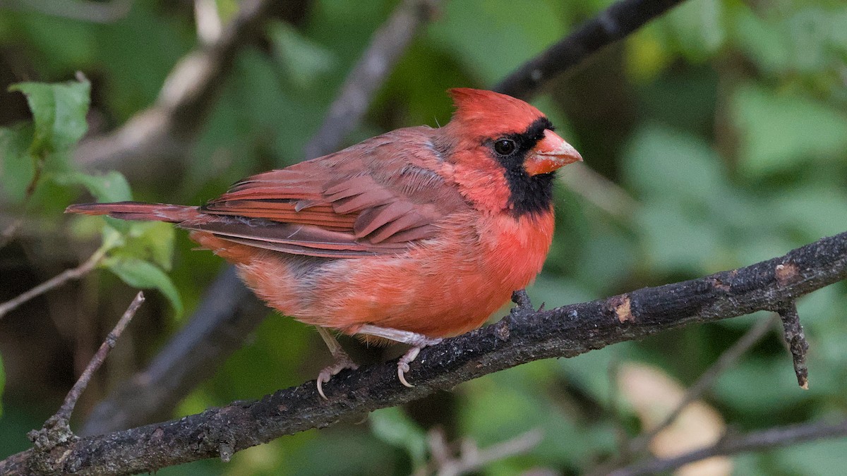 Northern Cardinal - ML642015500