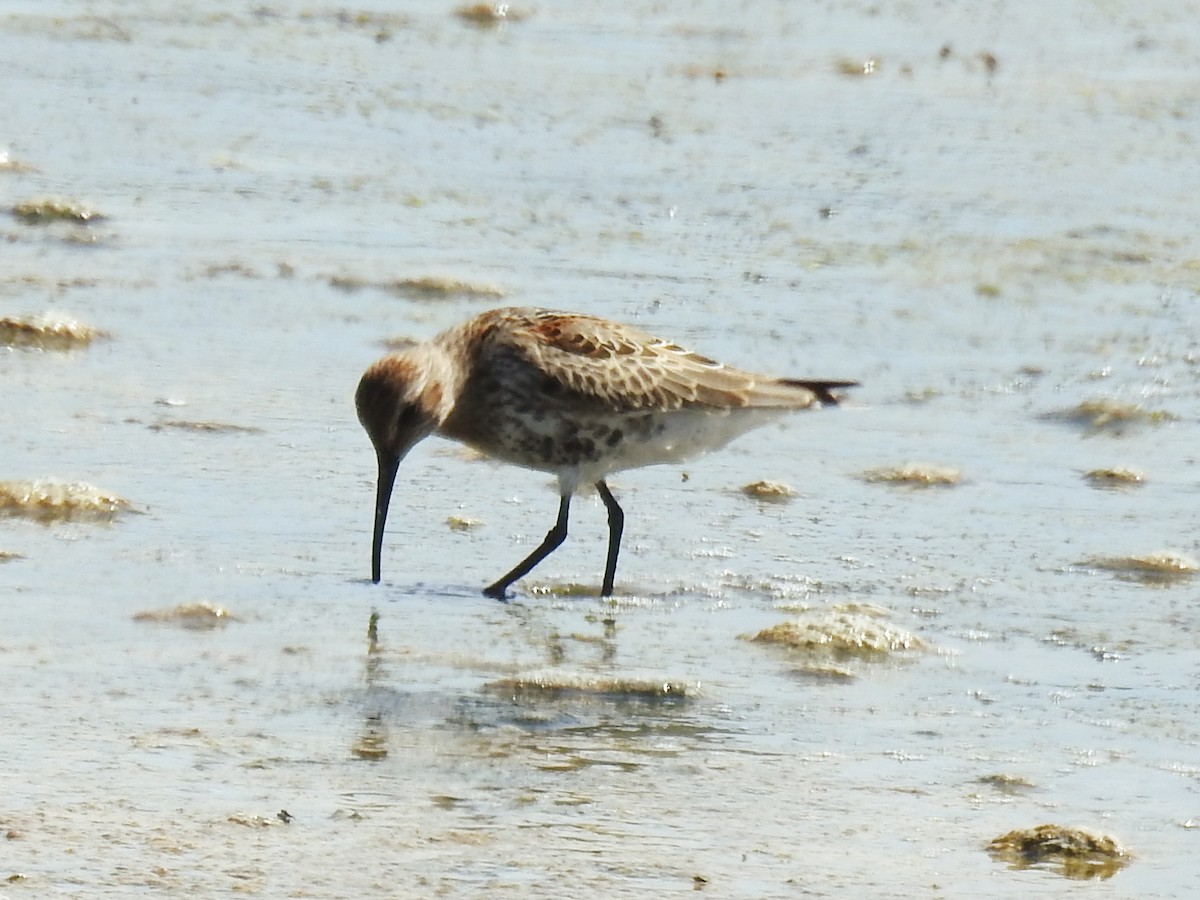Dunlin - ML642015501