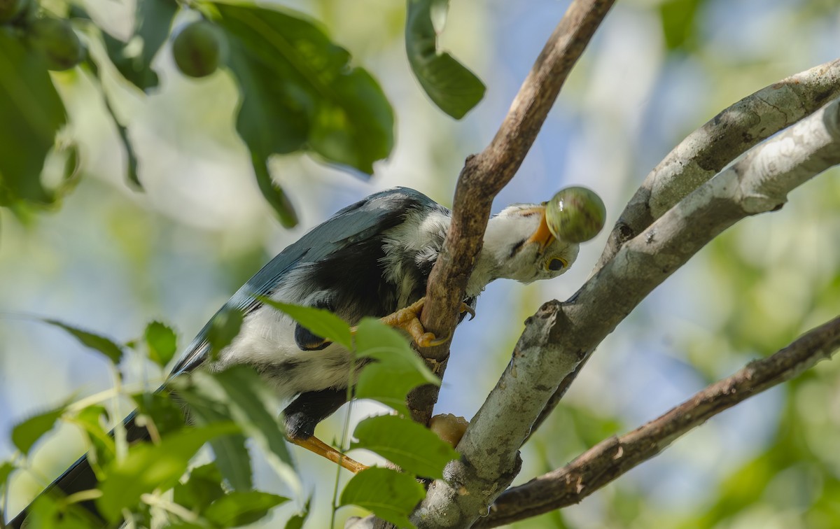 Yucatan Jay - ML642015504