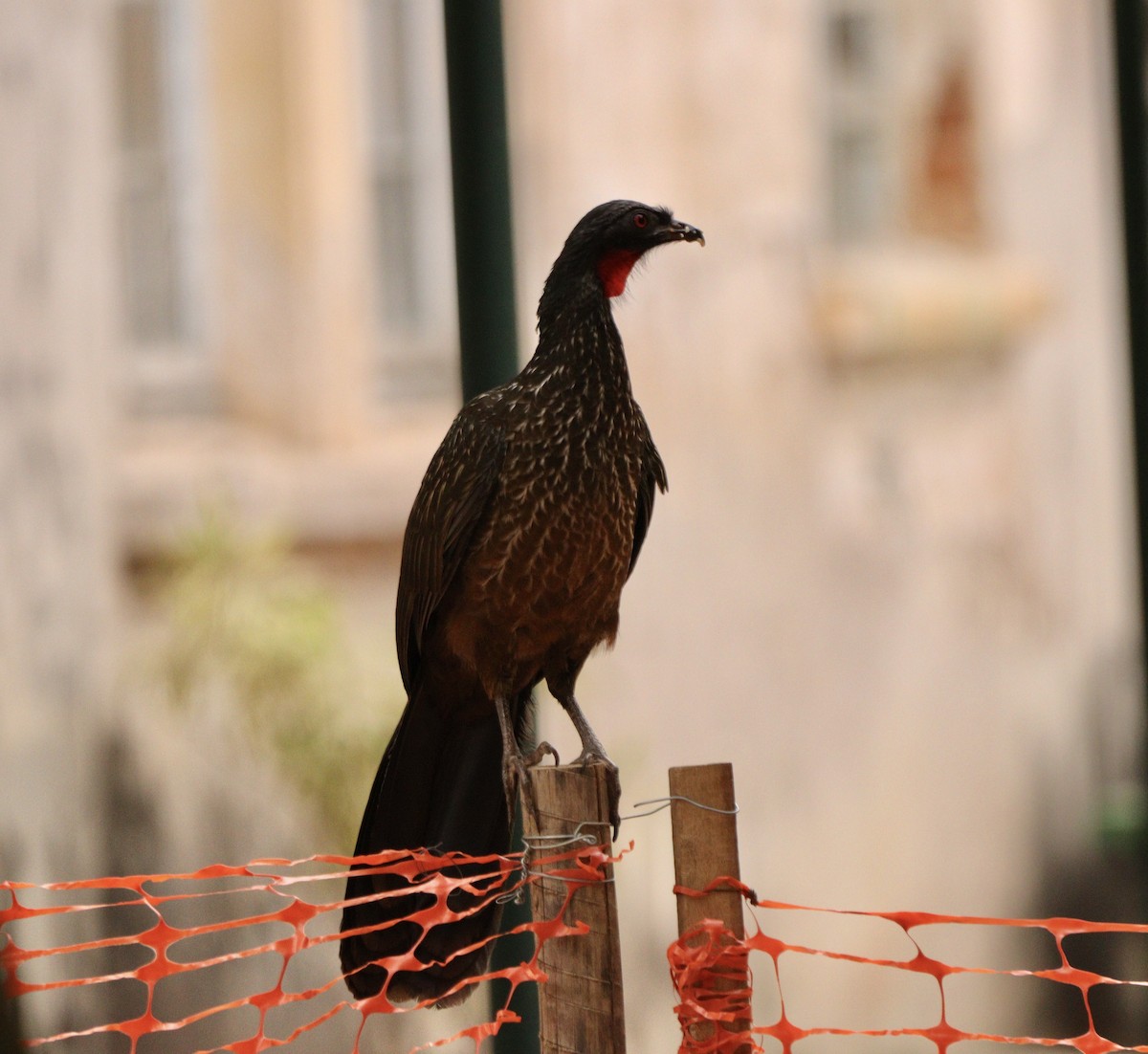 Dusky-legged Guan - ML642015506