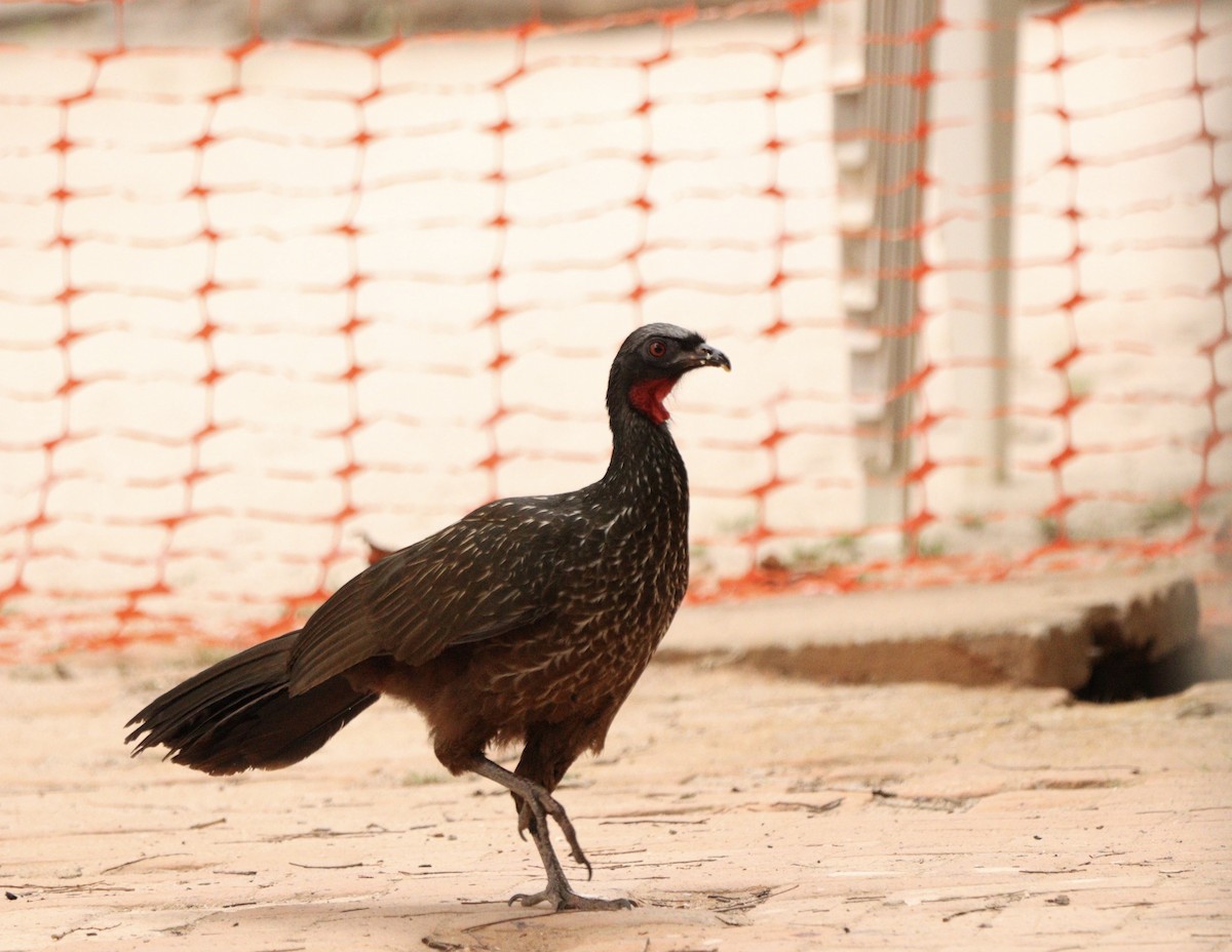 Dusky-legged Guan - ML642015507