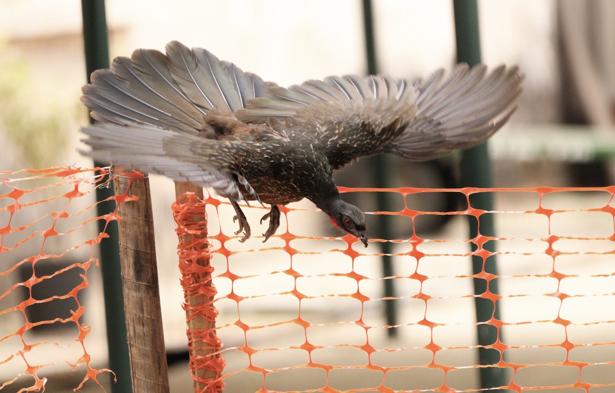 Dusky-legged Guan - ML642015508