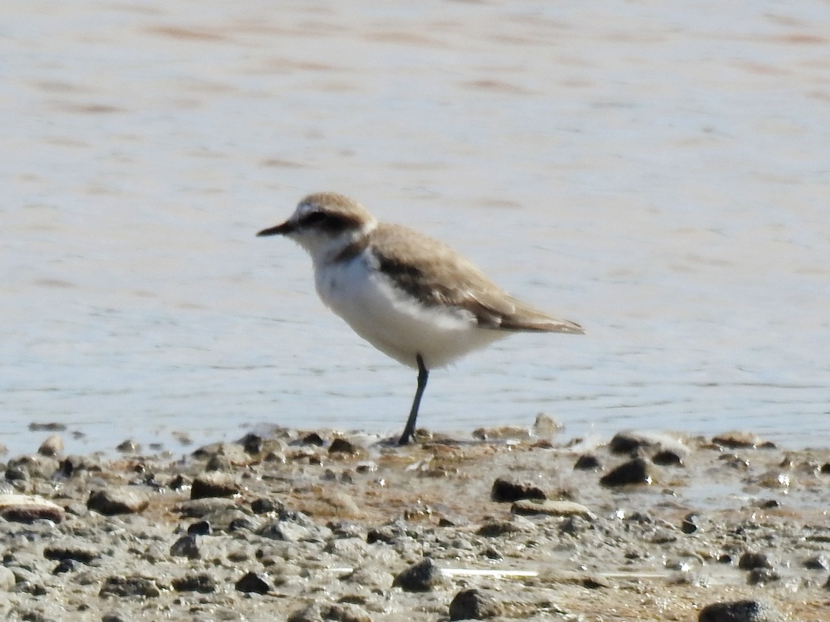 Kentish Plover - ML642015511