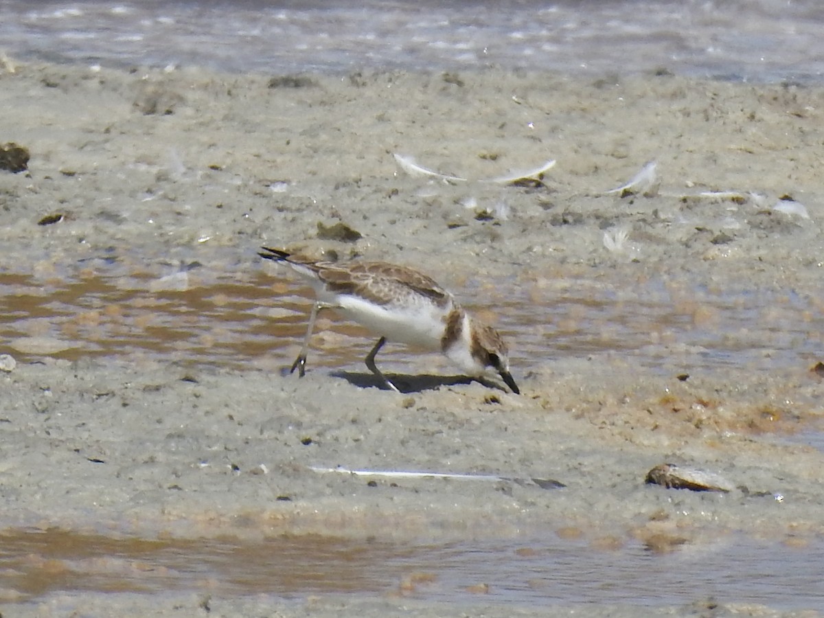 Kentish Plover - ML642015512
