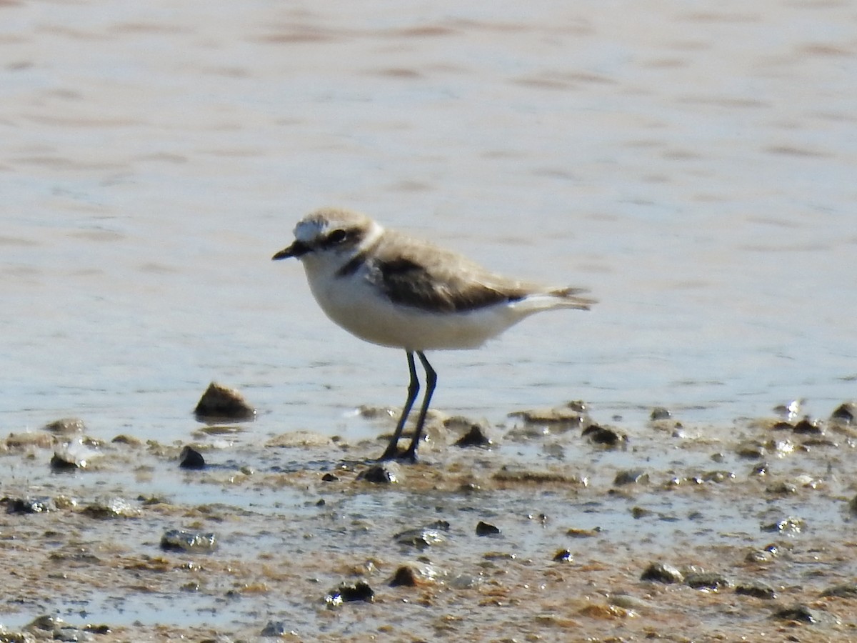 Kentish Plover - ML642015514