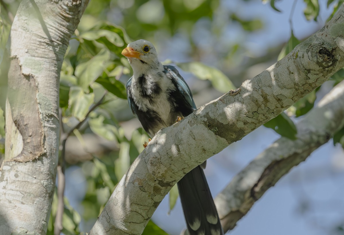 Yucatan Jay - ML642015520