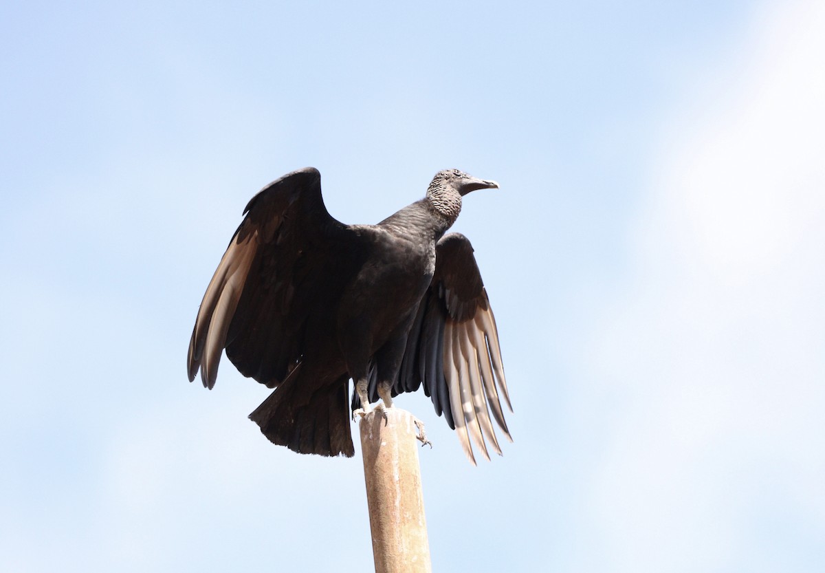 Black Vulture - ML642015522
