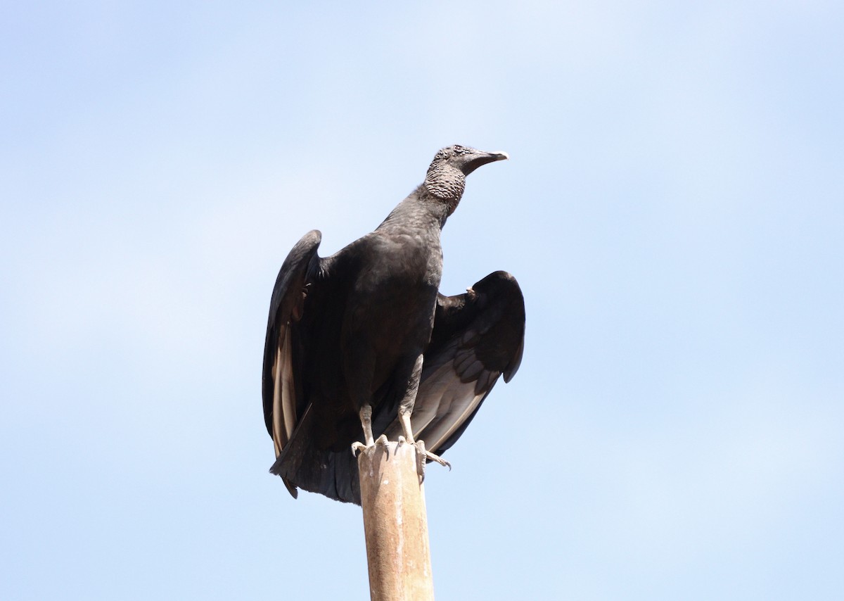 Black Vulture - ML642015523