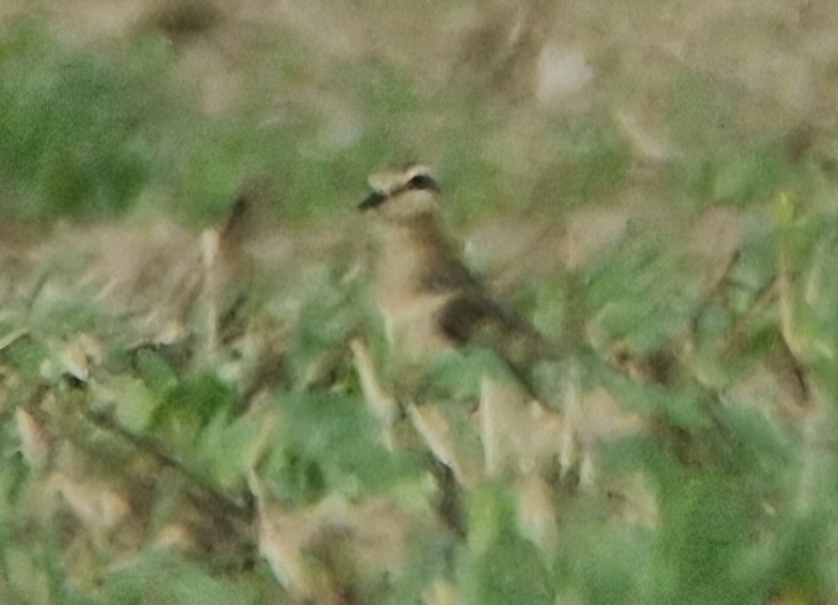 Eurasian Dotterel - ML642015525