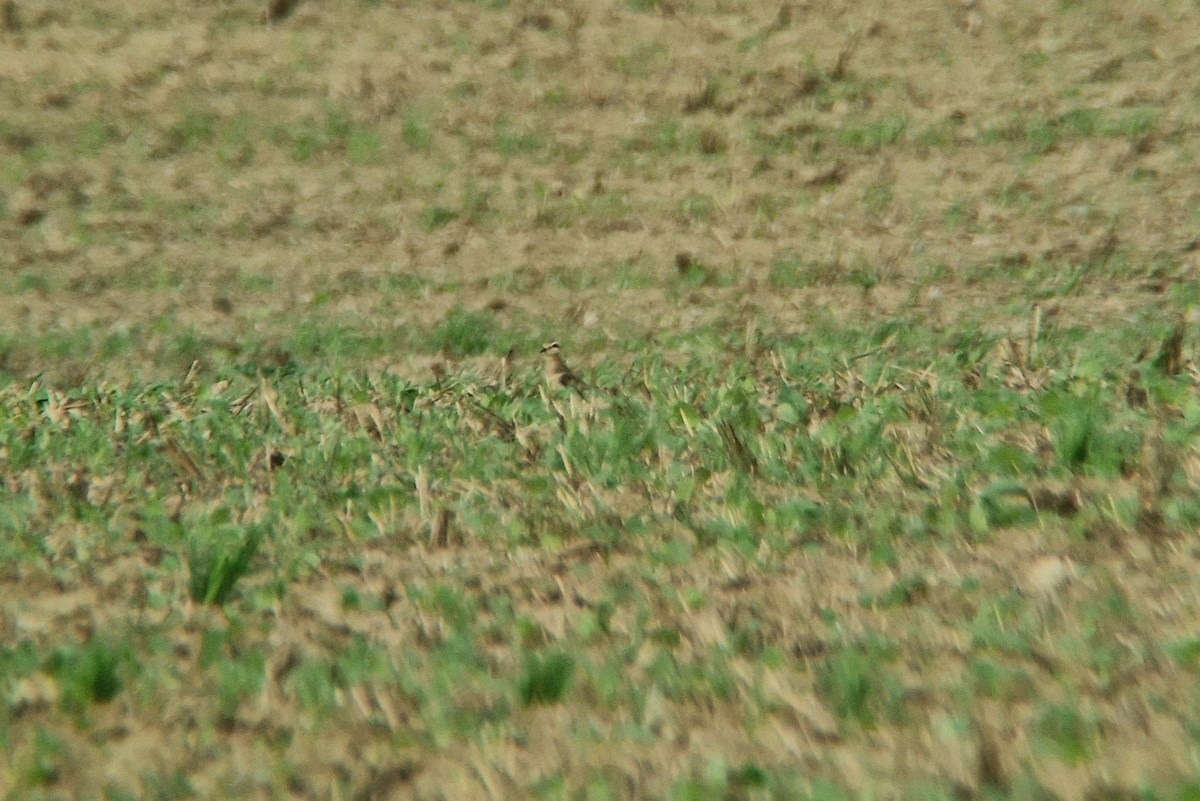 Eurasian Dotterel - ML642015526