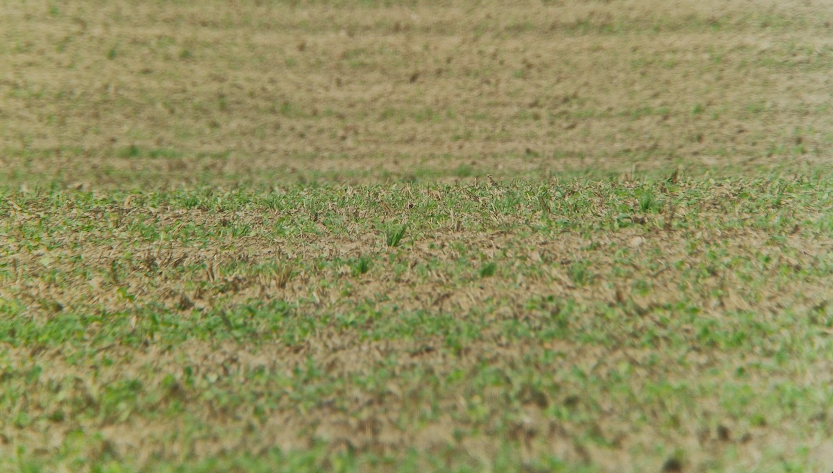 Eurasian Dotterel - ML642015527