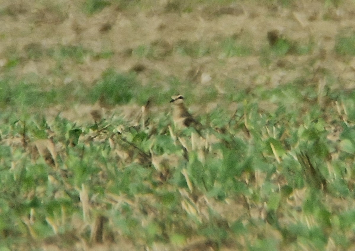 Eurasian Dotterel - ML642015528