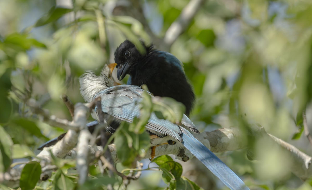 Yucatan Jay - ML642015530
