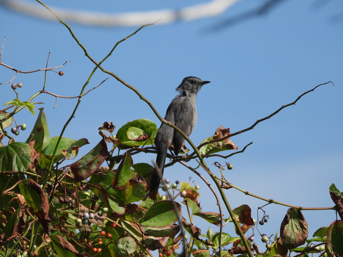 Gray Catbird - ML642015532