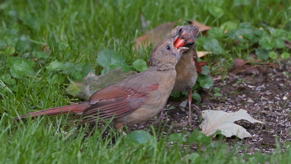 Northern Cardinal - ML642015533