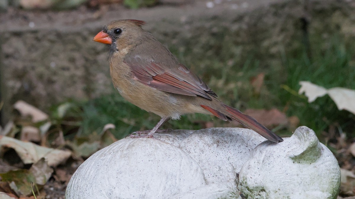 Northern Cardinal - ML642015535