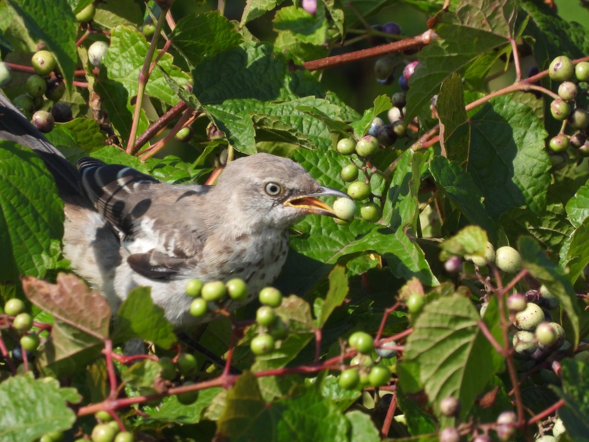 Northern Mockingbird - ML642015537