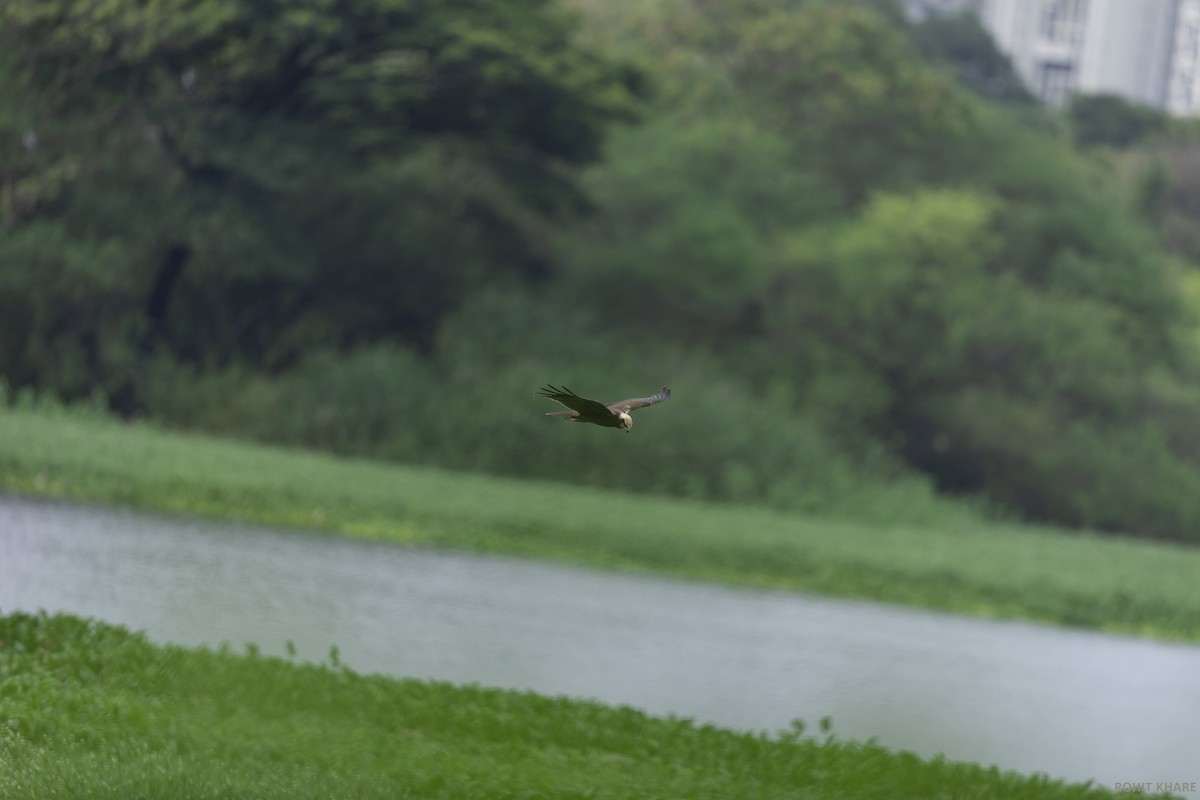 Western Marsh Harrier - ML642015540