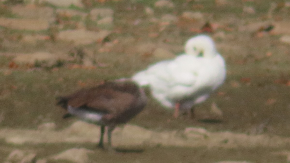 Graylag Goose (Domestic type) - ML642015555