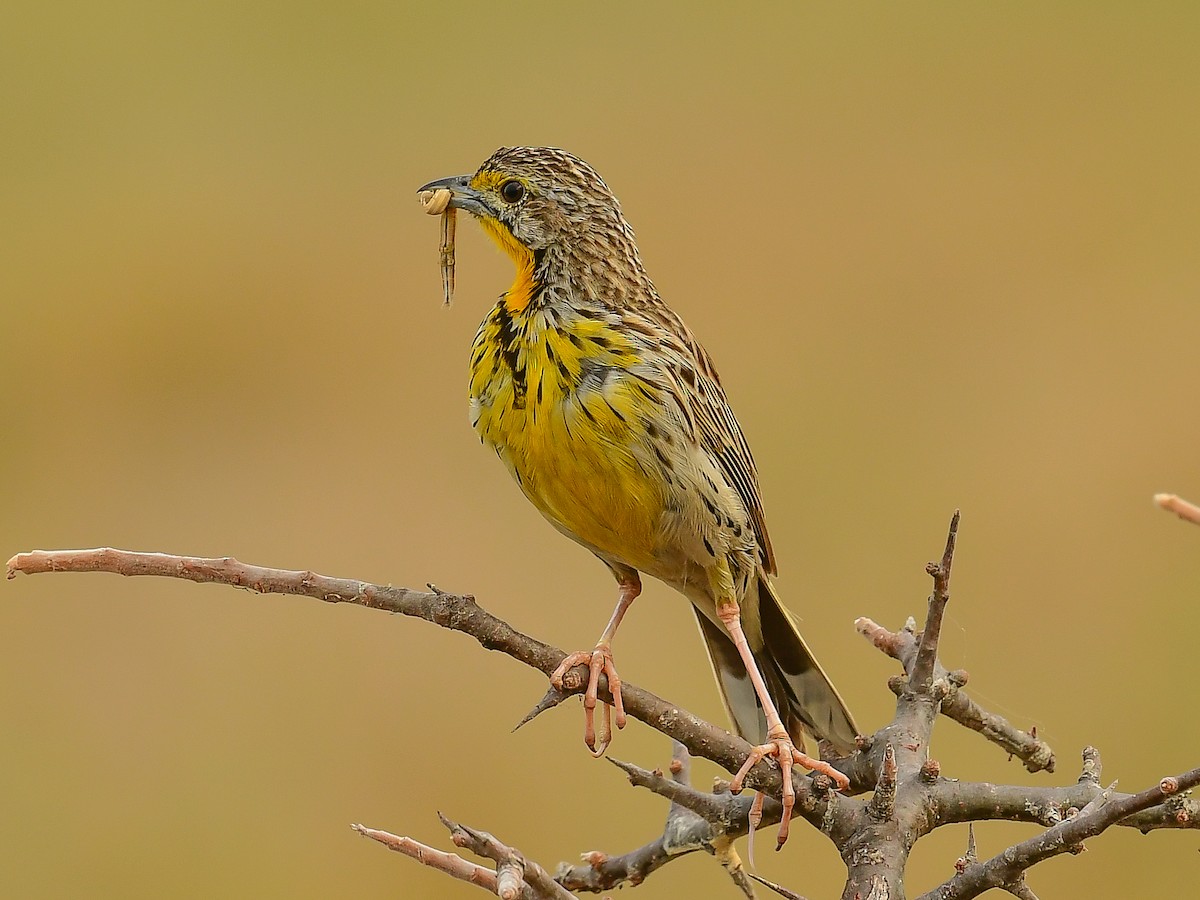 Pangani Longclaw - ML642015560