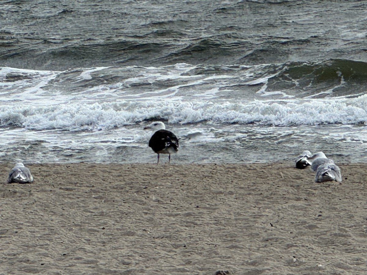 Great Black-backed Gull - ML642015586