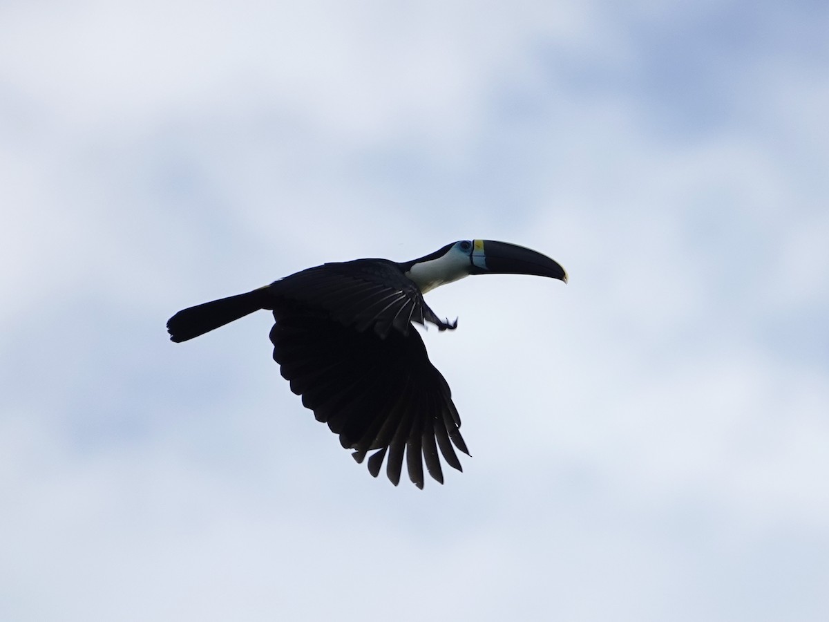White-throated Toucan - ML642015590