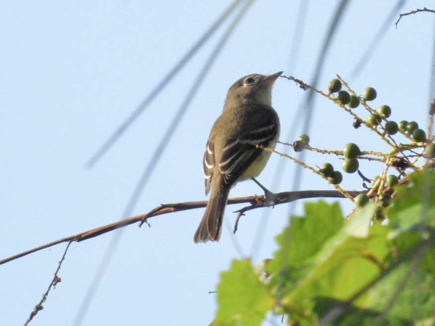 Mosquero sp. (Empidonax sp.) - ML642015605