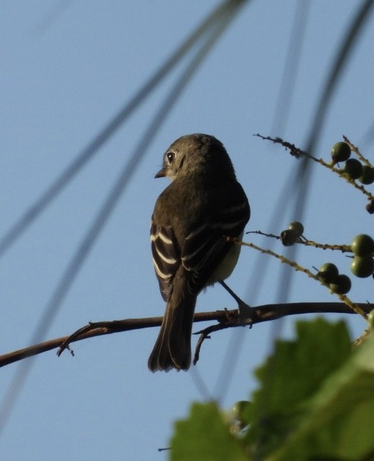 Mosquero sp. (Empidonax sp.) - ML642015606