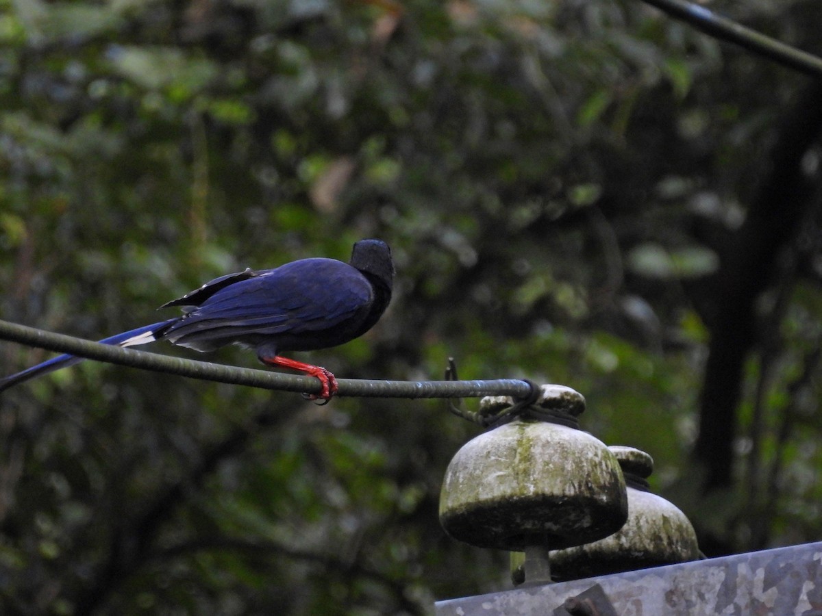 Taiwan Blue-Magpie - ML642015623