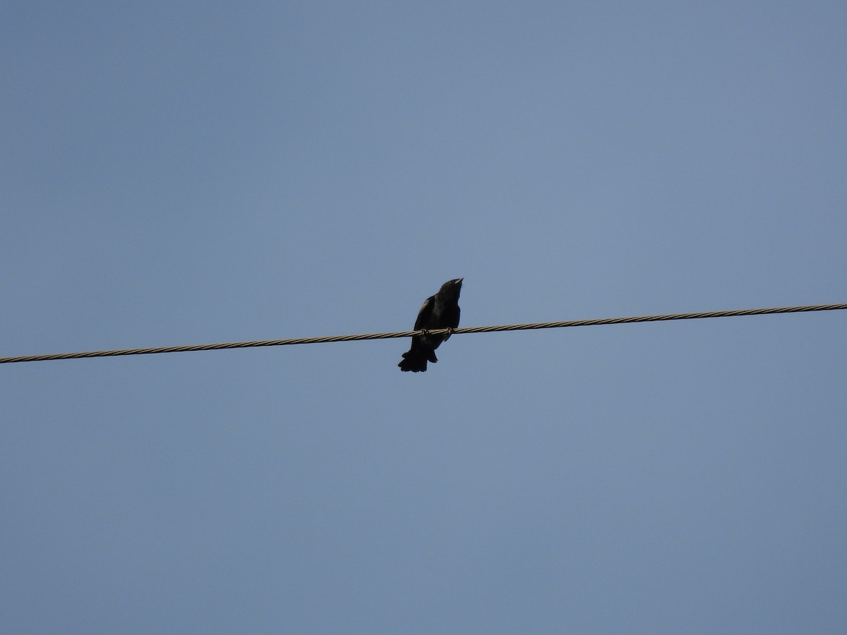 drongo černý - ML642015641